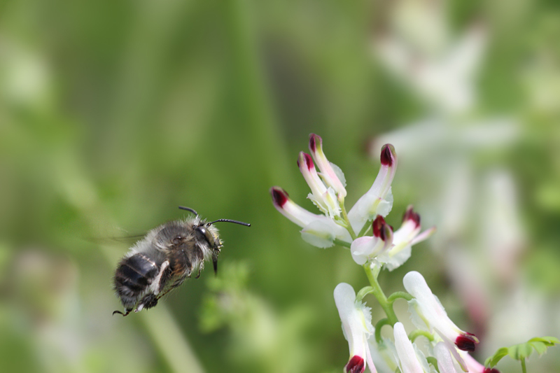 Anthophora plumipes